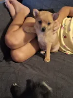 Tedy, a male Pomchi for sale in Clyde, OH – 4 of 6