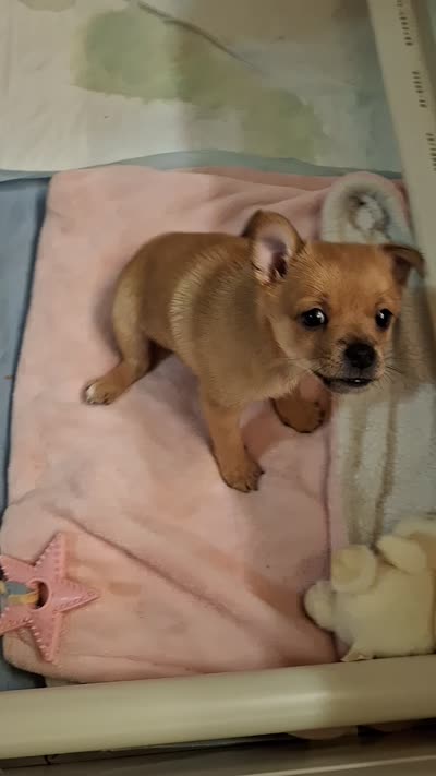Tedy, a male Pomchi for sale in Clyde, OH – 5 of 6
