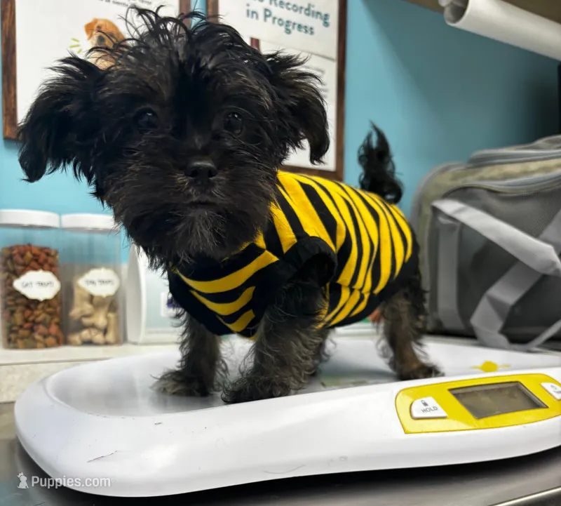 Beauty – Yorkshire Terrier, Brussels Griffon puppy for sale in Houston, TX