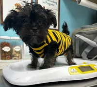 Beauty, a male Yorkshire Terrier and Brussels Griffon for sale in Houston, TX – 1 of 1