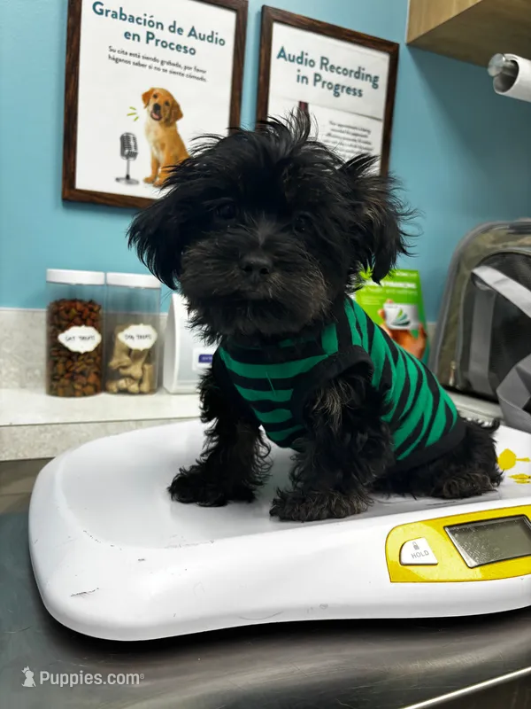 Max – Yorkshire Terrier, Brussels Griffon puppy for sale in Houston, TX
