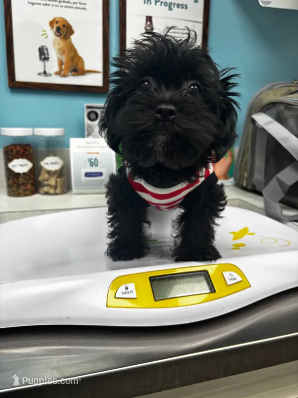 BJ – Yorkshire Terrier, Brussels Griffon puppy for sale in Houston, TX