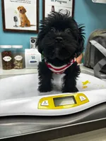 BJ, a male Yorkshire Terrier and Brussels Griffon for sale in Houston, TX – 1 of 1