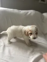 processed/79444e81-23be-45ed-ac5f-31a6ec22ba7b/listing/3eb1a457-c6d1-45f2-a4f4-3ba20b4d56df/4ae77028-80bf-43c2-a0ca-864373cba25b