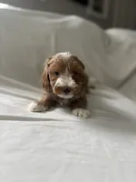 processed/79444e81-23be-45ed-ac5f-31a6ec22ba7b/listing/ab474420-5063-4fe5-ad1b-f87dc75fed73/a0f04d14-eda9-4049-81c9-a9c1cdf8f406