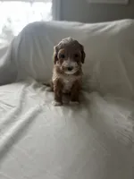 processed/79444e81-23be-45ed-ac5f-31a6ec22ba7b/listing/ab474420-5063-4fe5-ad1b-f87dc75fed73/c44d0e9c-8b8f-4210-ba9c-b724a0763490