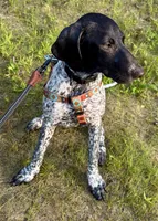 Bird , a female German Shorthaired Pointer for sale in Fort Wayne, IN – 1 of 3