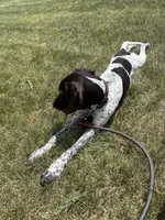 Bird , a female German Shorthaired Pointer for sale in Fort Wayne, IN – 2 of 3