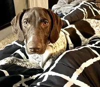 Bird , a female German Shorthaired Pointer for sale in Fort Wayne, IN – 3 of 3