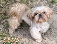 AKC Willow, a female Shih Tzu for sale in Conroe, TX – 10 of 10