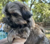 AKC Tucker, a male Shih Tzu for sale in Conroe, TX – 7 of 10