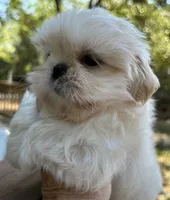 AKC Snowman , a male Shih Tzu for sale in Conroe, TX – 7 of 10