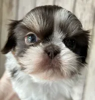 AKC Winston, a male Shih Tzu for sale in Conroe, TX – 7 of 10