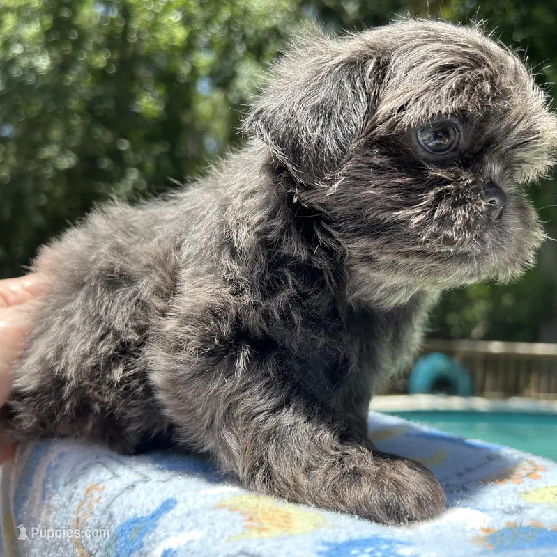 AKC Ryder – Shih Tzu puppy for sale in Conroe, TX