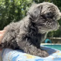 AKC Ryder, a male Shih Tzu for sale in Conroe, TX – 1 of 10