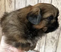AKC Grace, a female Shih Tzu for sale in Conroe, TX – 5 of 9