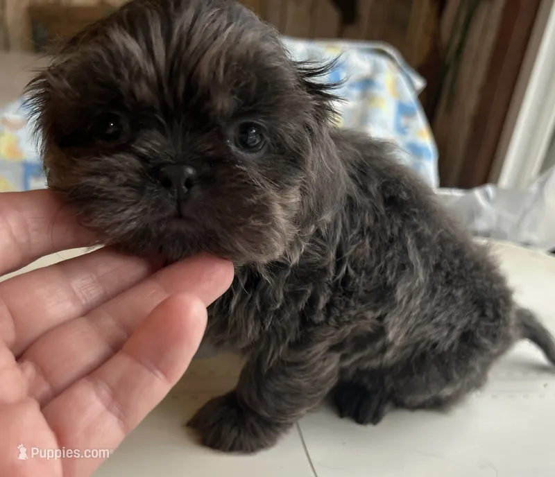 AKC Blue Ryder – Shih Tzu puppy for sale in Conroe, TX