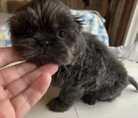 AKC Blue Ryder, a male Shih Tzu for sale in Conroe, TX – 1 of 10