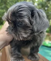 AKC Blue Ryder, a male Shih Tzu for sale in Conroe, TX – 5 of 10