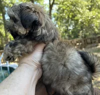 AKC Tucker, a male Shih Tzu for sale in Conroe, TX – 6 of 10