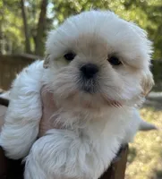 AKC Snowman , a male Shih Tzu for sale in Conroe, TX – 2 of 10
