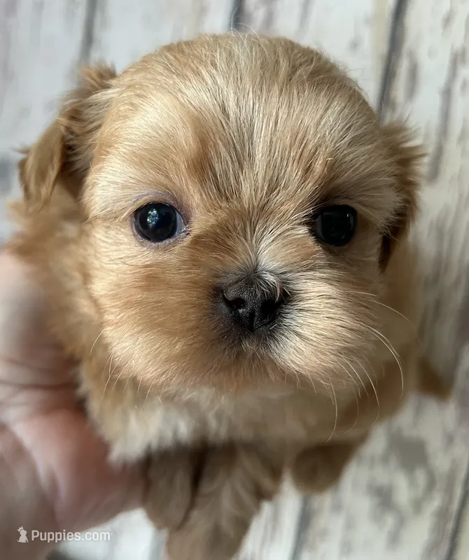 AKC Casper – Shih Tzu puppy for sale in Conroe, TX