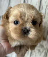 AKC Casper, a male Shih Tzu for sale in Conroe, TX – 1 of 8