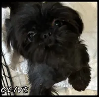 AKC Snowman , a male Shih Tzu for sale in Conroe, TX – 8 of 10