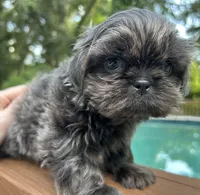 AKC Blue Ryder, a male Shih Tzu for sale in Conroe, TX – 6 of 10
