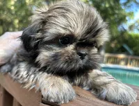 AKC Tucker, a male Shih Tzu for sale in Conroe, TX – 5 of 10