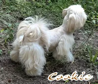 AKC Spice Girl, a female Shih Tzu for sale in Conroe, TX – 8 of 10