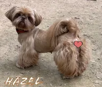 AKC Grace, a female Shih Tzu for sale in Conroe, TX – 8 of 9