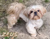 AKC Spice Girl, a female Shih Tzu for sale in Conroe, TX – 9 of 10