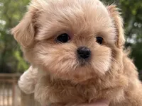AKC Spice Girl, a female Shih Tzu for sale in Conroe, TX – 2 of 10