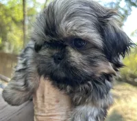 AKC Tucker, a male Shih Tzu for sale in Conroe, TX – 2 of 10