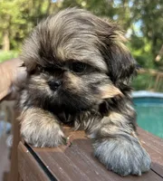 AKC Tucker, a male Shih Tzu for sale in Conroe, TX – 4 of 10