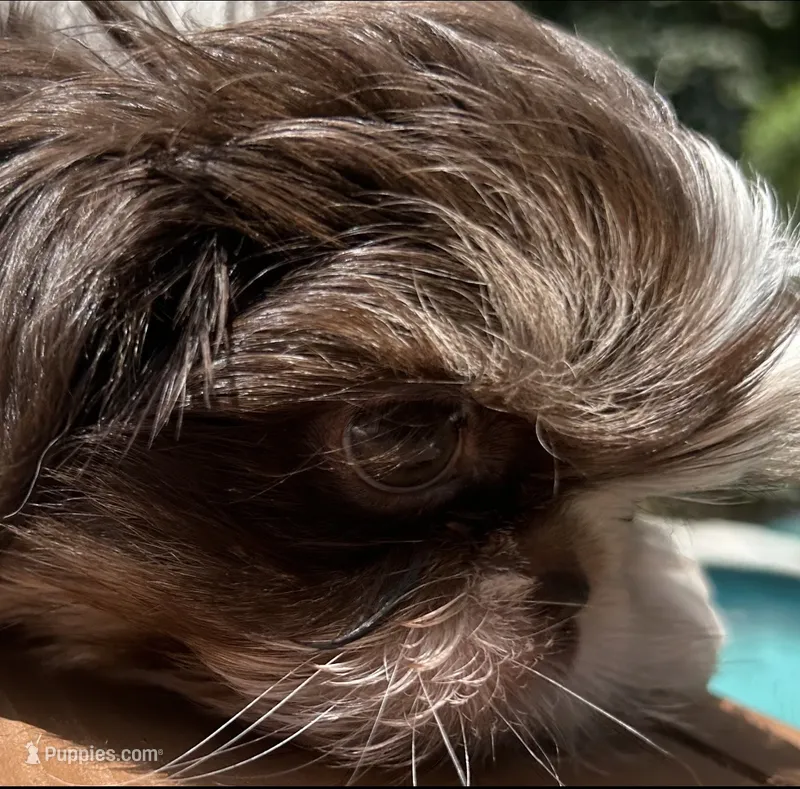 AKC Winston – Shih Tzu puppy for sale in Conroe, TX