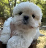 AKC Snowman , a male Shih Tzu for sale in Conroe, TX – 4 of 10