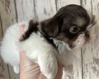 AKC Winston, a male Shih Tzu for sale in Conroe, TX – 5 of 10