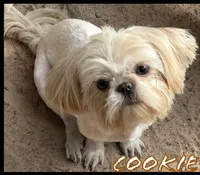 AKC Spice Girl, a female Shih Tzu for sale in Conroe, TX – 10 of 10