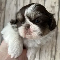 AKC Winston, a male Shih Tzu for sale in Conroe, TX – 6 of 10