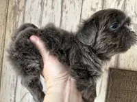 AKC Ryder, a male Shih Tzu for sale in Conroe, TX – 3 of 10