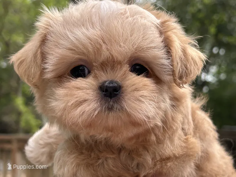 AKC Spice Girl – Shih Tzu puppy for sale in Conroe, TX