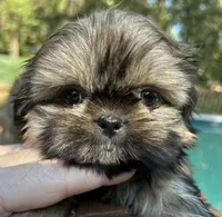 AKC Tucker, a male Shih Tzu for sale in Conroe, TX – 1 of 10