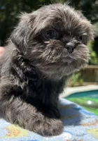 AKC Ryder, a male Shih Tzu for sale in Conroe, TX – 5 of 10