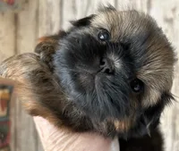 AKC Grace, a female Shih Tzu for sale in Conroe, TX – 2 of 9