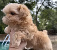 AKC Spice Girl, a female Shih Tzu for sale in Conroe, TX – 3 of 10