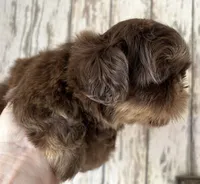 AKC Willow, a female Shih Tzu for sale in Conroe, TX – 7 of 10