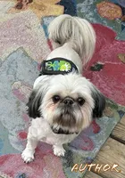 AKC Snowman , a male Shih Tzu for sale in Conroe, TX – 10 of 10