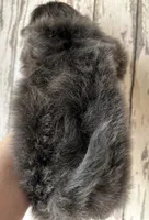 AKC Ryder, a male Shih Tzu for sale in Conroe, TX – 4 of 10